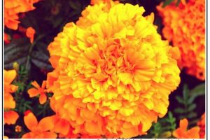 Month of October Flower Name Marigold